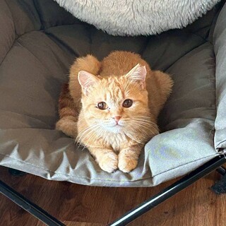 【大阪北摂多頭飼育崩壊レスキュー猫】茶♀・サフラン