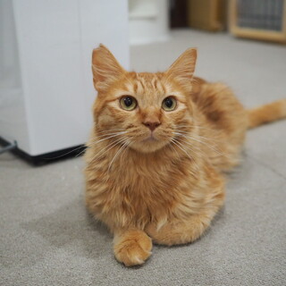 北アルプスの山からやってきたペーター