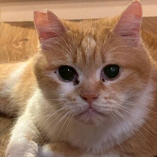 【大阪北摂多頭飼育崩壊レスキュー猫】アチャール