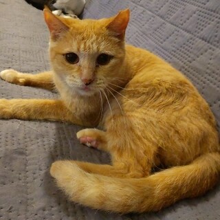 【大阪北摂多頭飼育崩壊レスキュー猫】茶♀ハチミツ