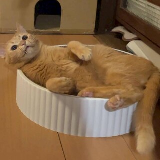 【大阪北摂多頭飼育崩壊レスキュー猫】メリッサ