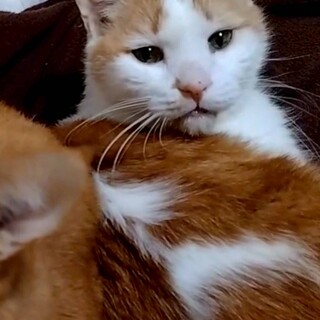 【大阪北摂多頭飼育崩壊レスキュー猫】幸太郎