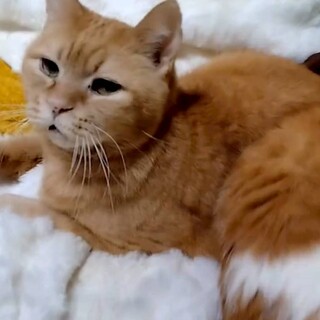 【大阪北摂多頭飼育崩壊レスキュー猫】陽太(ひなた)