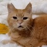 【大阪北摂多頭飼育崩壊レスキュー猫】陽太(ひなた) サムネイル2