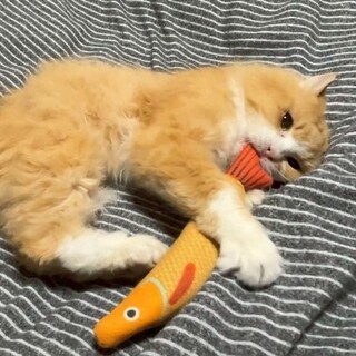 【大阪北摂多頭飼育崩壊レスキュー猫】長毛パチュリ