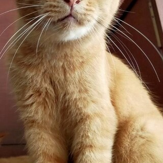 【大阪北摂多頭飼育崩壊レスキュー猫】イチロー