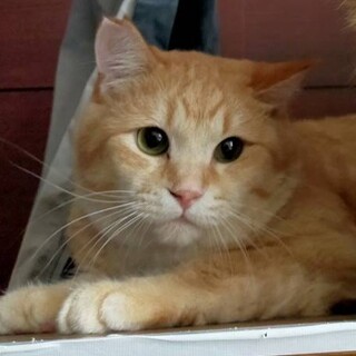 【大阪北摂多頭飼育崩壊レスキュー猫】しょうへい