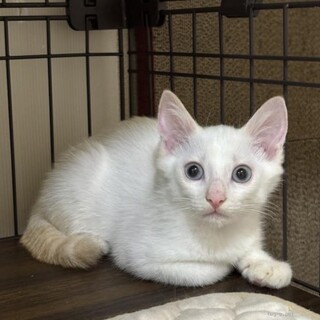 ★里親様決定！★ブルーアイの美猫❤ココくん