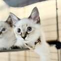 ご近所の野良猫を保護。シャム風猫です。