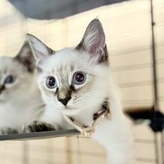 ご近所の野良猫を保護。シャム風猫です。