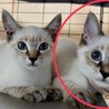 ご近所の野良猫を保護。シャム風猫です。 サムネイル2