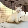 ご近所の野良猫を保護。シャム風猫です。 サムネイル3