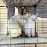 ご近所の野良猫を保護。シャム風猫です。 サムネイル4