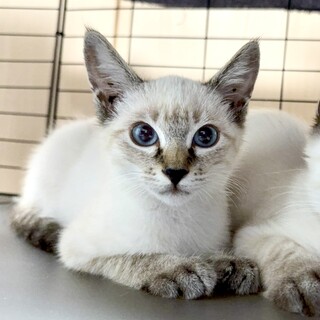 近所の野良猫を保護しました。シャム風の男の子です。