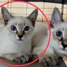 近所の野良猫を保護しました。シャム風の男の子です。 サムネイル2
