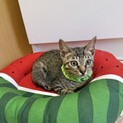 甘えのやんちゃなキジちゃま