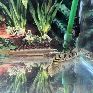 ポリプテルス3匹