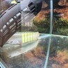 ポリプテルス3匹 サムネイル3