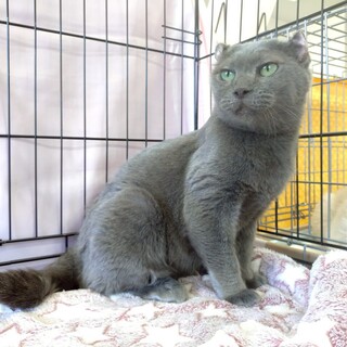 ロシアンティーちゃん