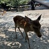 ささらさ