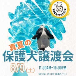 保護犬譲渡会