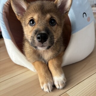 2ヶ月の男の子【テオ】