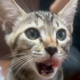 猫又尻尾が特徴的！麦わらベーグルちゃん