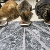 絶好釣