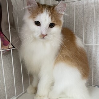 推定8ヶ月の長毛テトくん里親さん募集！