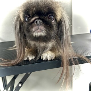 【商談中募集停止】ペキニーズ 女の子  【うみ】