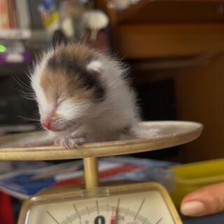 まだ目も空いていない子猫の里親募集