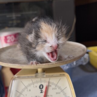 まだ目も開いていない子猫の里親募集