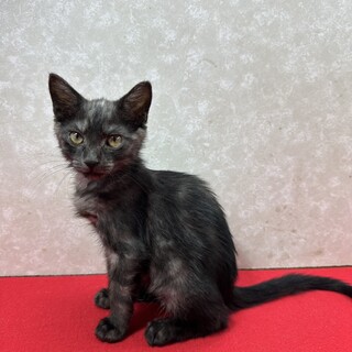 ブラックスモーク見るだけで心穏やかになる❤キラリ