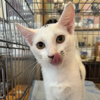 8/17カインズ浦和美園参加 コロ