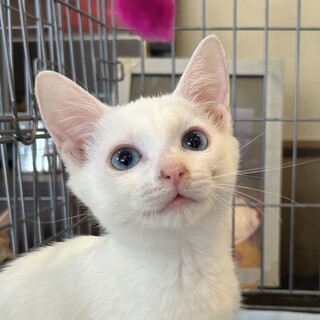 8/17カインズ浦和美園参加 あおい