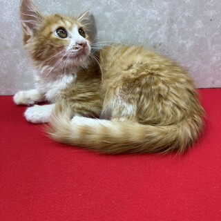 長毛2か月半！慣れてるので初心者向き❤マイケル