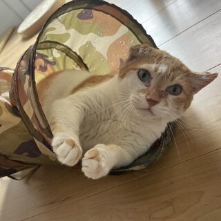 ぷくぷく可愛い　ユメくん