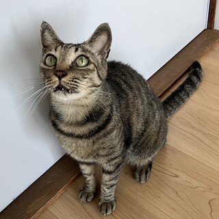 上目使いが　可愛いポアくん