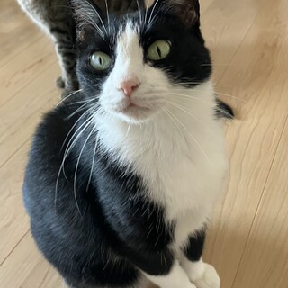 かわいい　ハチワレ　クリちゃん
