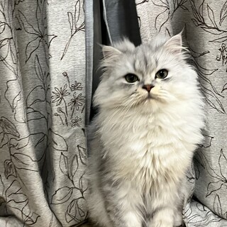 （里親決定)穏やかな大人しいミヌエット