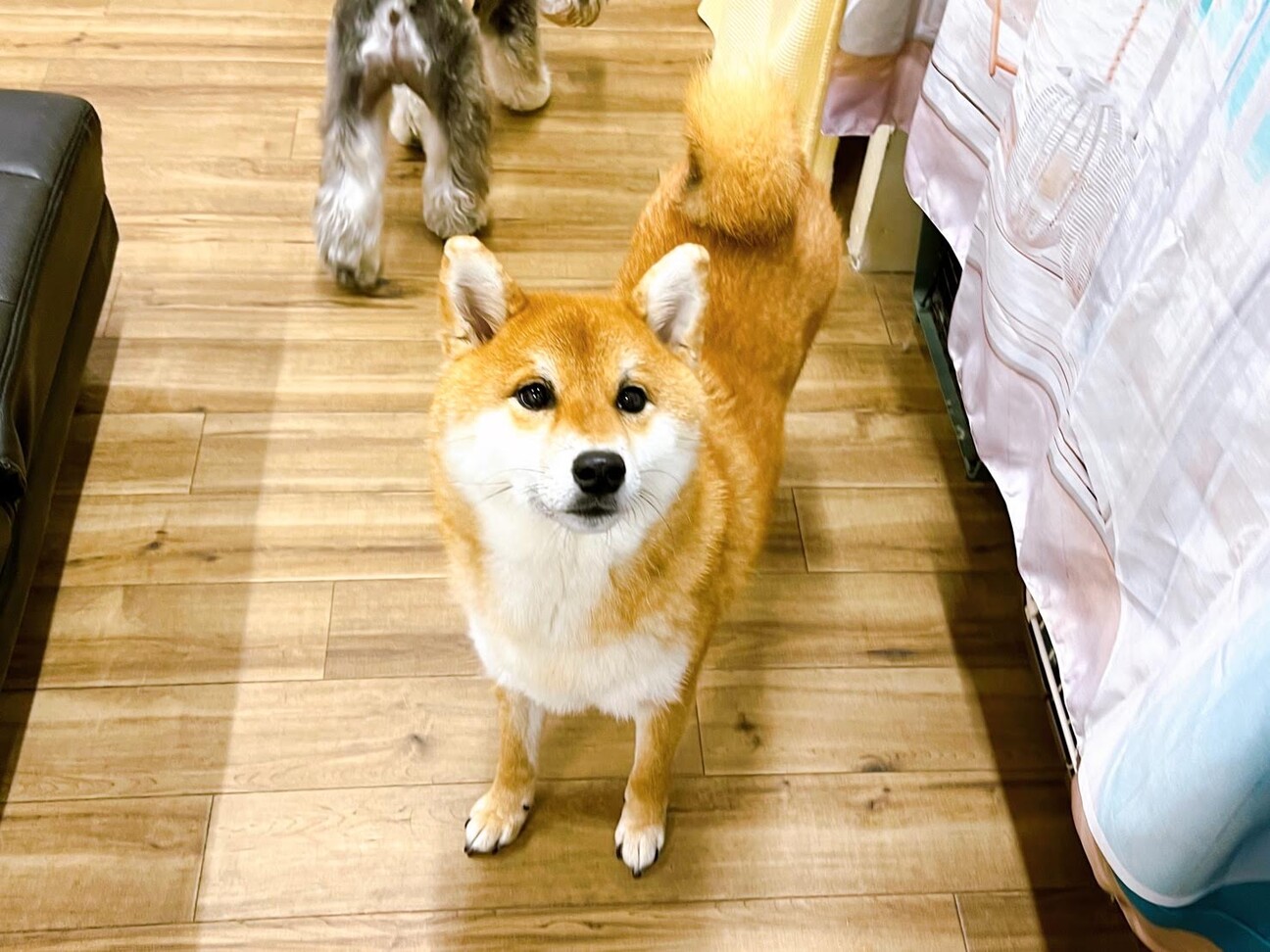 ☆希少！☆四季オリジナル☆柴犬☆ジロー　座り☆未使用 Amazon.co.jp: JXK おしっこ中柴犬 トイレタイム 柴犬フィギュ