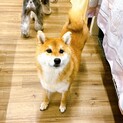4歳の柴犬を家族に、大切にしてくださる方へ