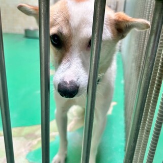 小柄で人懐こい僕と家族になってください＊県外譲渡可