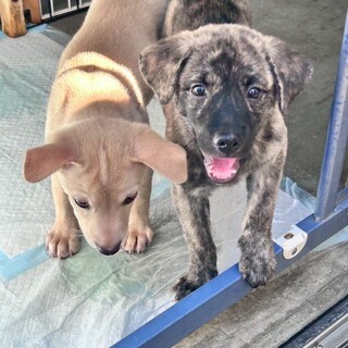 壱岐から来た人慣れしてる2頭の子犬姉妹＊県外譲渡可