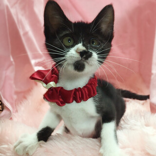 人が好き！なれなれ甘えん坊『花ちゃん』５ヶ月