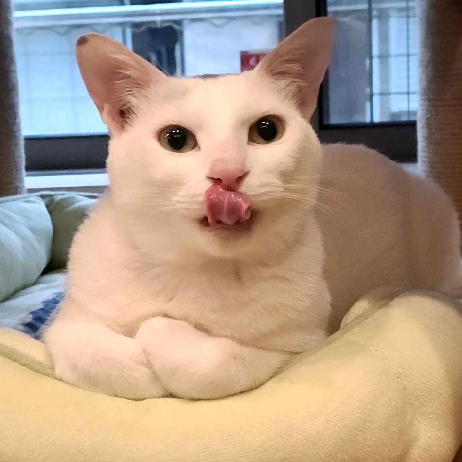 かつらのカバー写真