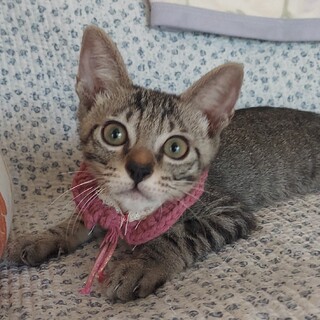 人懐っこい♥食欲旺盛賢いキジトラくんฅ•ω•ฅ