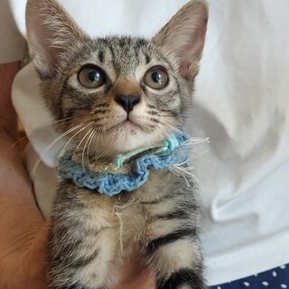 陽キャ☆天真爛漫キジトラくんฅ•ω•ฅ