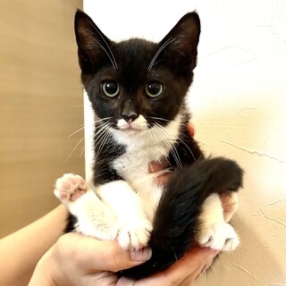 【里親決定】ありがとうございました