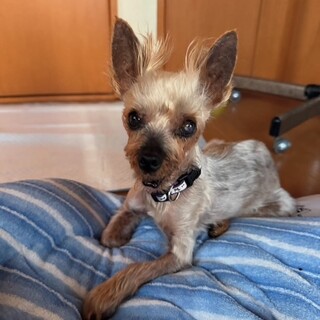 人が好き、抱っこも好きなヨーキーのルーキー君